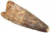 Fossil Spinosaurus Tooth - Robust Tooth #296485-1